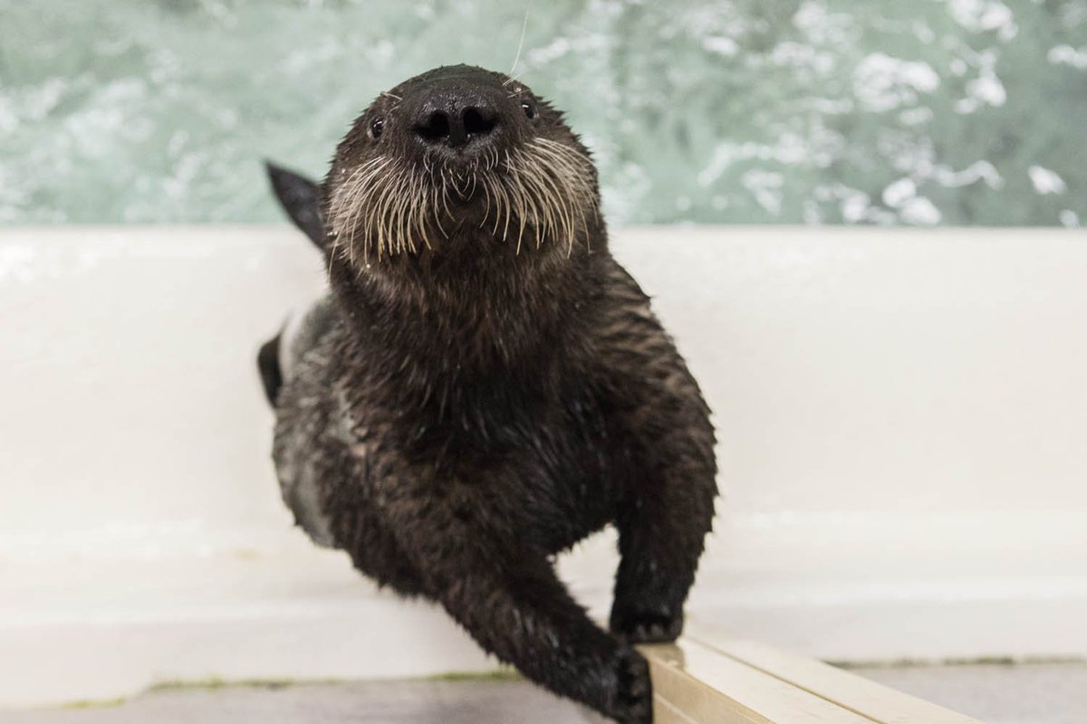 shedd_aquarium's tweet photo. @Water_Sand_Lyss @RobinWest We're happy to share Ellie shots & highlight how our Animal Response Team helps animals in need! #cutewithacause https://t.co/IgNlBohauS