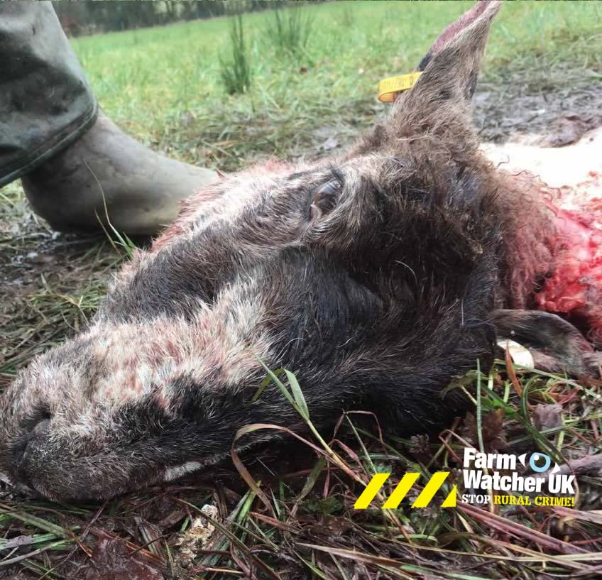 FarmWatcherUK's tweet photo. SHEEP SLAUGHTERED - PLEASE SHARE! #Blackburn https://t.co/3srj0VM7Xg @SoloShepherdess @nfum @CLAtweets  @leponline @BBCLancashire https://t.co/Zy6eKVnD2D