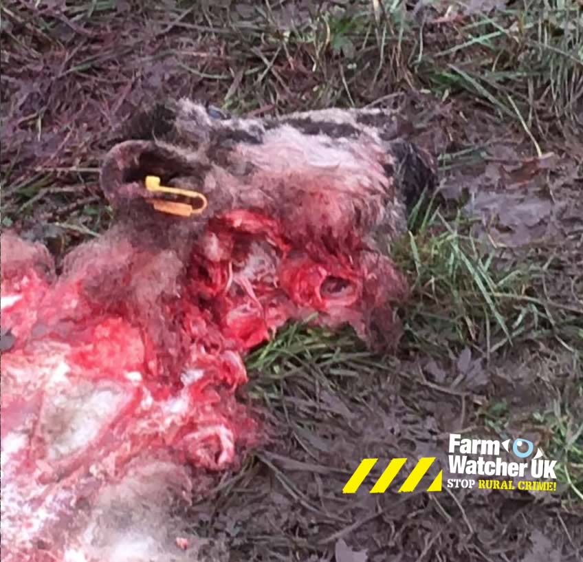 FarmWatcherUK's tweet photo. SHEEP SLAUGHTERED - PLEASE SHARE! #Blackburn https://t.co/3srj0VM7Xg @SoloShepherdess @nfum @CLAtweets  @leponline @BBCLancashire https://t.co/Zy6eKVnD2D