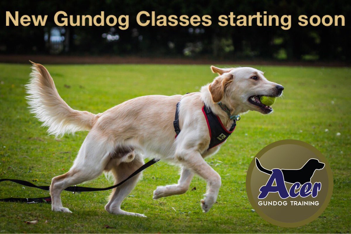 acerdogs's tweet photo. For more details, head over to https://t.co/v48ehbA3W2 https://t.co/ss7cyLDSga