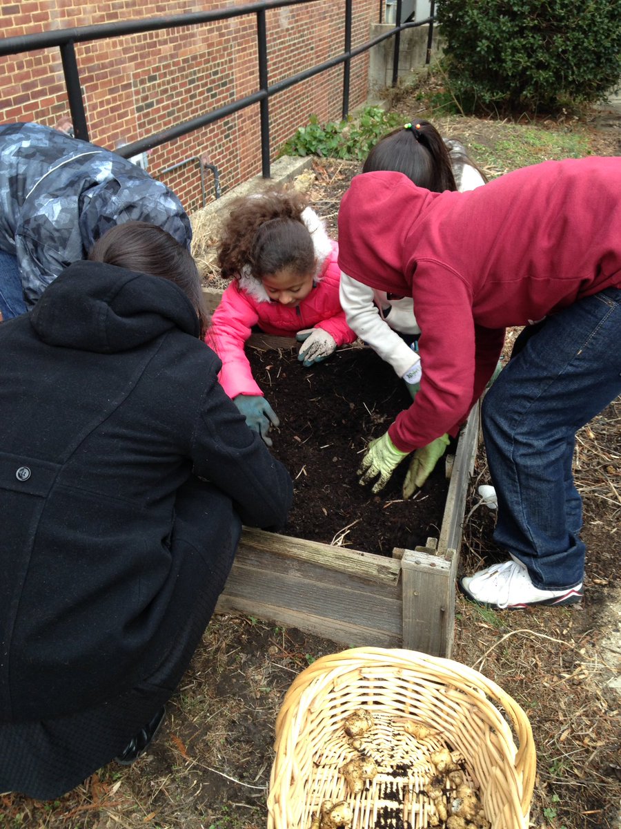 SSIMS_SCES_OC's tweet photo. Ms. Marino's 4th graders dug for sun chokes and found a friend too!  Thanks Jesse Buff for volunteering to help! https://t.co/RLJEG5u6VU