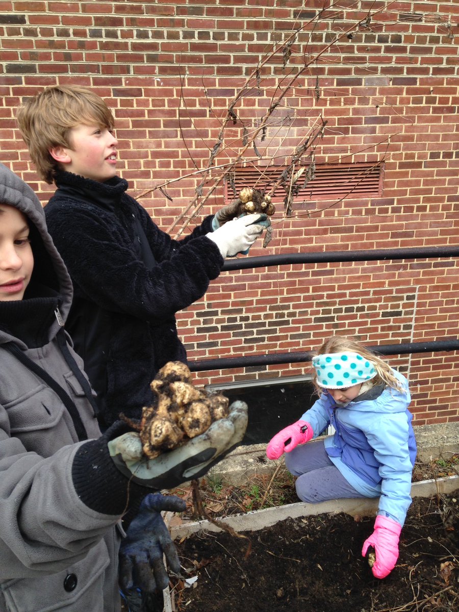 SSIMS_SCES_OC's tweet photo. Ms. Marino's 4th graders dug for sun chokes and found a friend too!  Thanks Jesse Buff for volunteering to help! https://t.co/RLJEG5u6VU