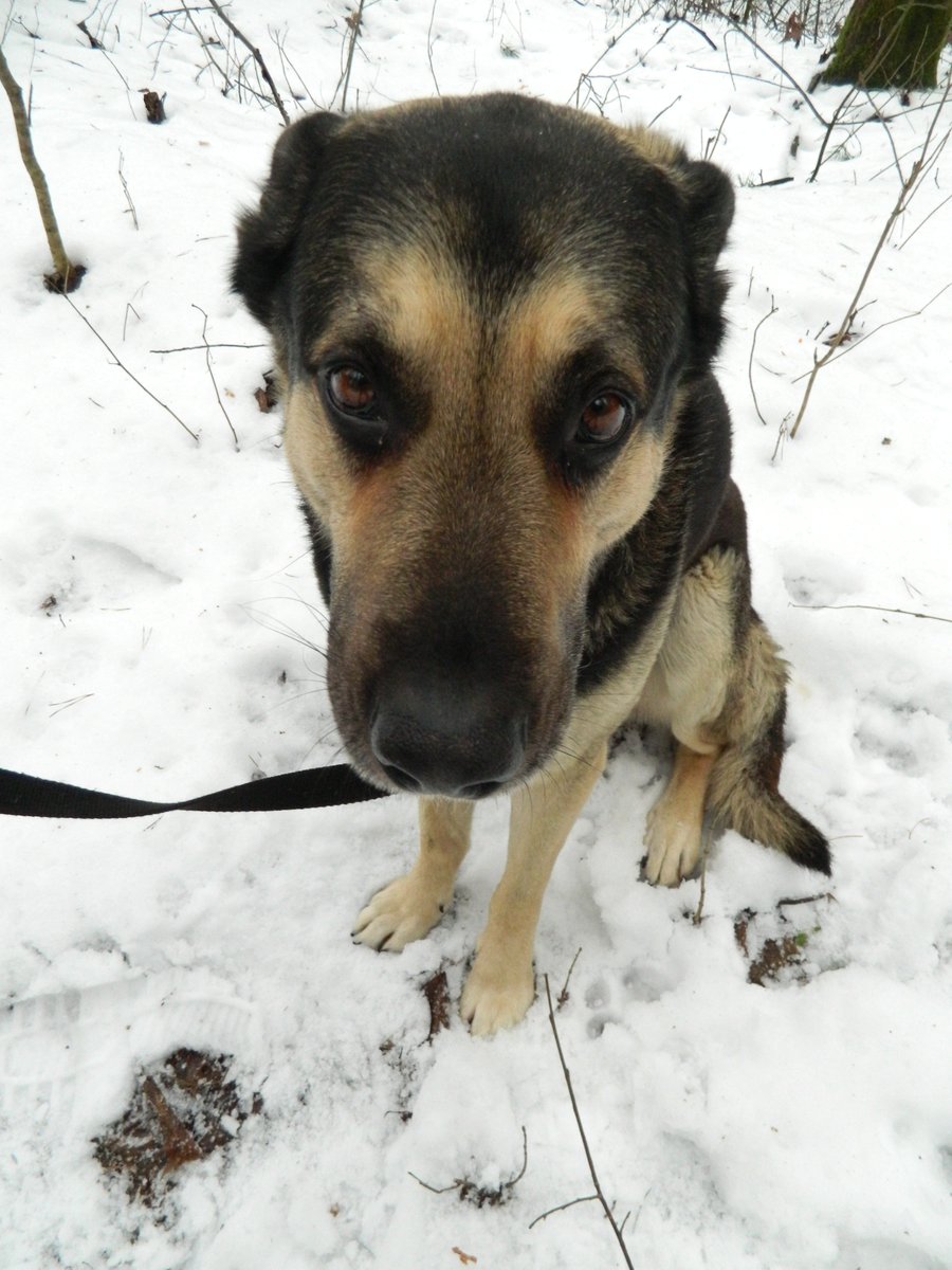 Sirsnīgs suns steidzami meklē uzticamu saimnieku!
facebook.com/laima.jansone/…