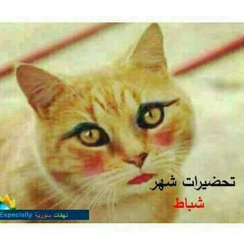 القريشي (@raedmm23) on Twitter photo 