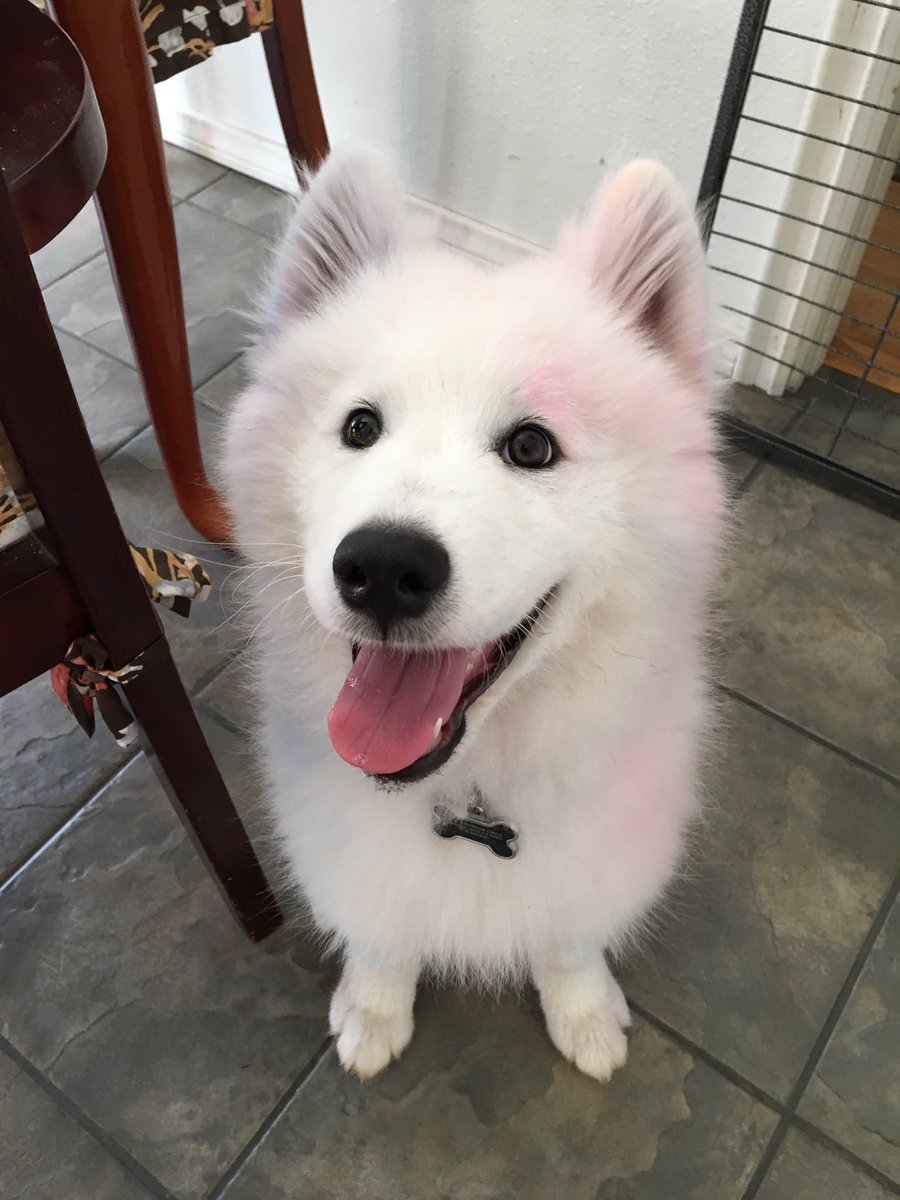 VipPetCare's tweet photo. Here are some adorable dogs to help you get your week started in a positive direction! https://t.co/GDIPAKGRoK https://t.co/Xt2iWCXa8h