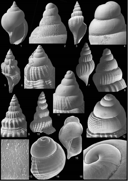FemoraleShells's tweet photo. Larval shell of some Stromboidea,https://t.co/6LdT6k1506 #larvalshell #phylogeny #protoconch #gastropod #mollusc #taxonomy https://t.co/K6olz0bvJm
