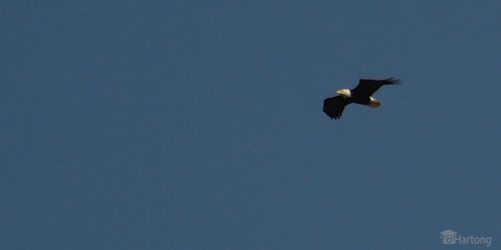 HartongDigital's tweet photo. Pair of #eagles soaring above #wintonwoods during today's #cameralesson @greatparks https://t.co/S15Gicmgwh