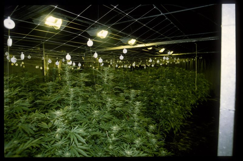 _DiegoPellicer_'s tweet image. How many lights do you need in a greenhouse? Our expert weighs in dlvr.it/NFK3Dk