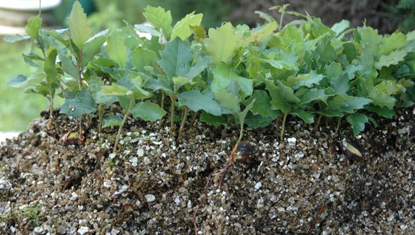 piri.cat/index.php/arti…