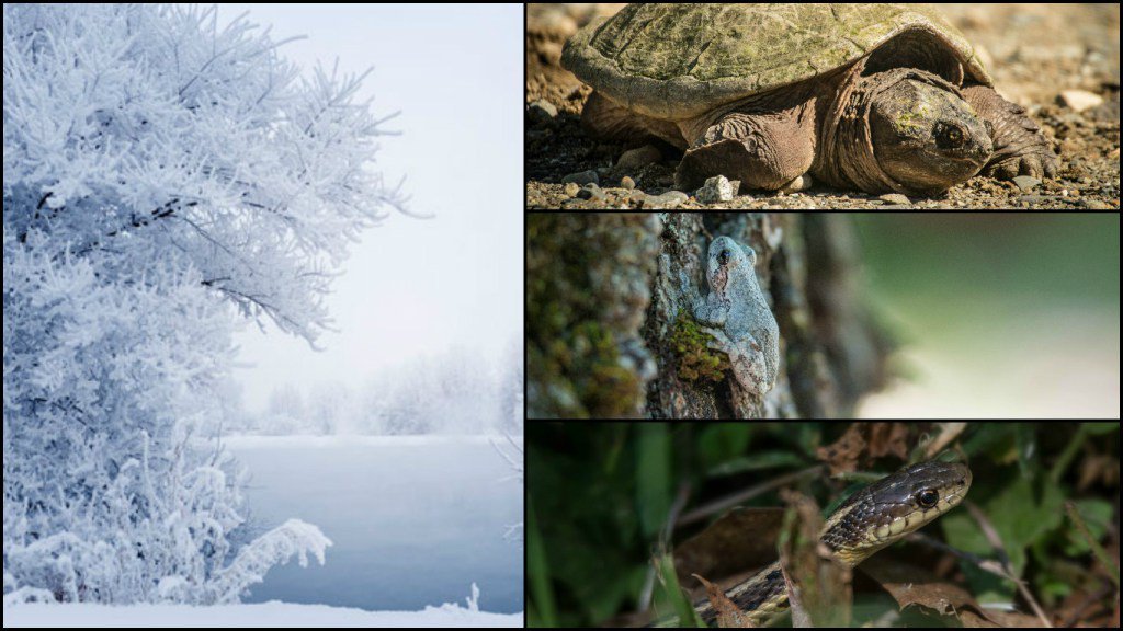 theMLRC's tweet photo. “Cold-blooded”: Winter Survival of our Amphibians and Reptiles https://t.co/HXTnQpRKM0 https://t.co/OCiPk63uXt
