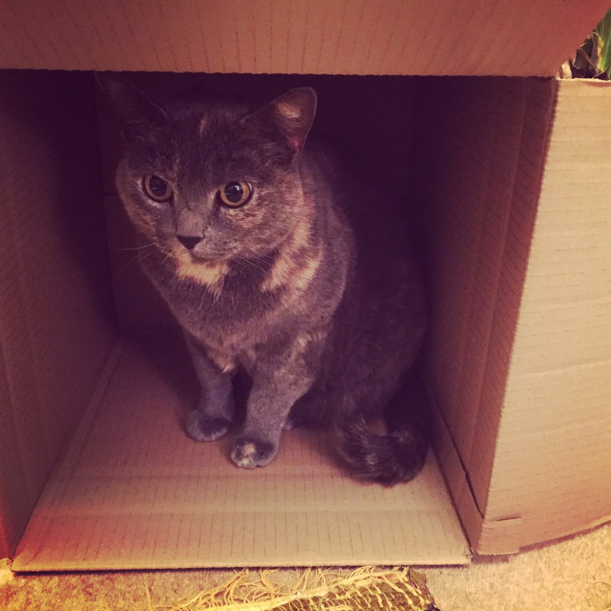 AHappyFlower's tweet photo. A box arrived today. After spending ages encouraging Hermione into the box to no avail, @HistoryNeedsYou left the room and ... #awkwardcat https://t.co/CCetCFT1mF