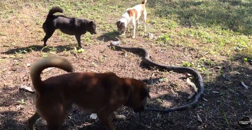 VIDEO: Four dogs protecting their owner go head-to-head with an 8ft Cobra snake... but who will come out on top? bit.ly/2kHR0zk