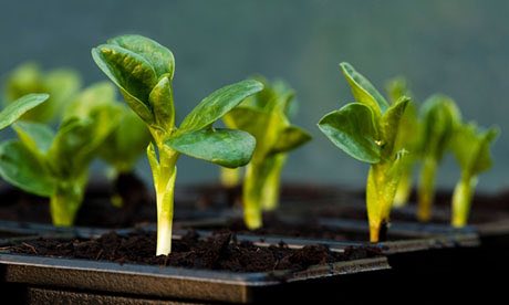 BrooksCompanies's tweet photo. Put your #BrooksCompanies #ranch #land to good use with these top 5 seeds to sow in #January https://t.co/GWpa8OJjwy #gardening #landwatch https://t.co/iNiS7uz3rq