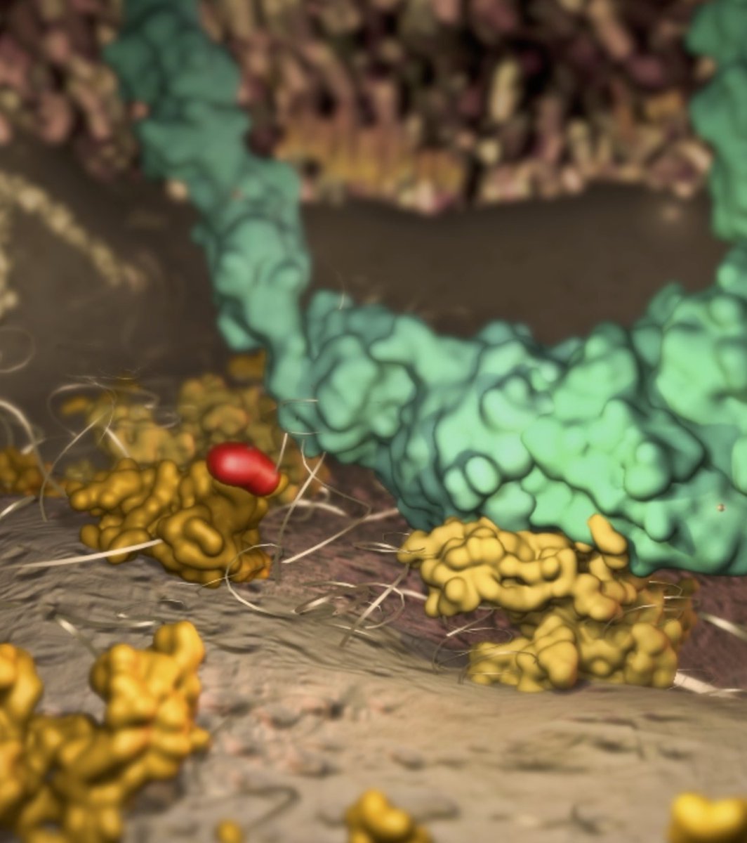 The sound artists <a href="/BrokenYellow/">BrokenYellow</a> are bringing my latest animation to life, asking what does the bone marrow SOUND like!? #maya3D #scicomm