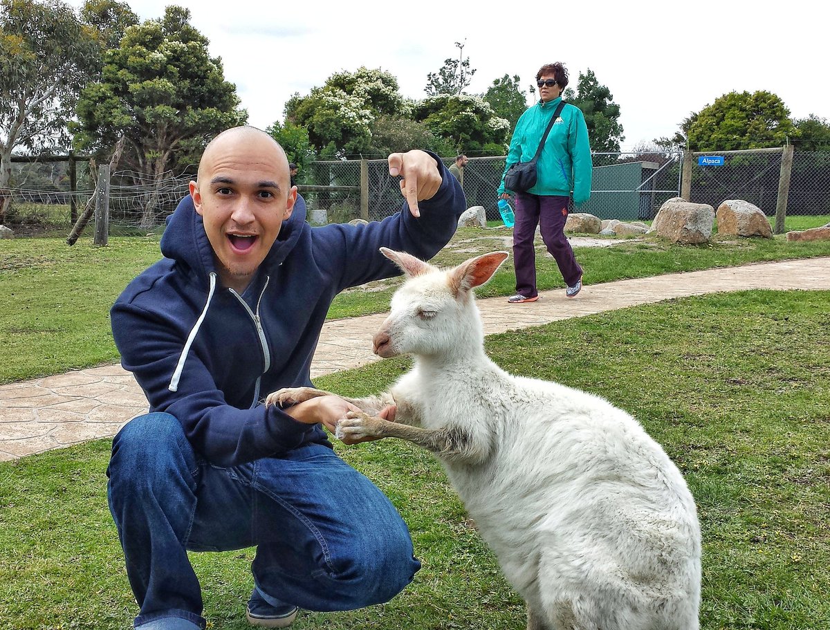 aerypro's tweet photo. Feeding El Albino Kangaroo in Australia! #Melbourne #australia #kangaroo #photography https://t.co/bNadVBTACv