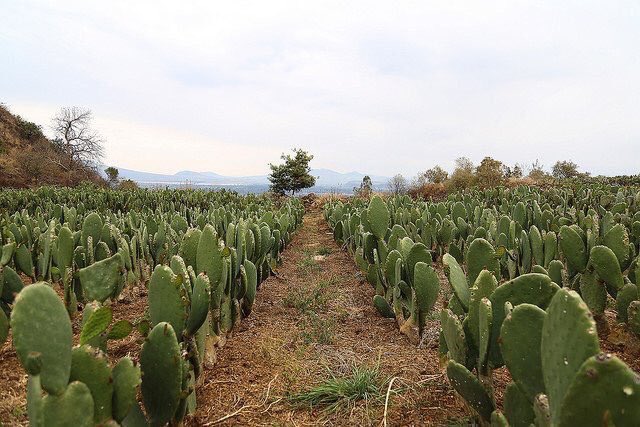 ¡Orgullosos de nuestras raíces! El nopal que forma parte de la dieta de las y los mexicanos, es también símbolo nacional