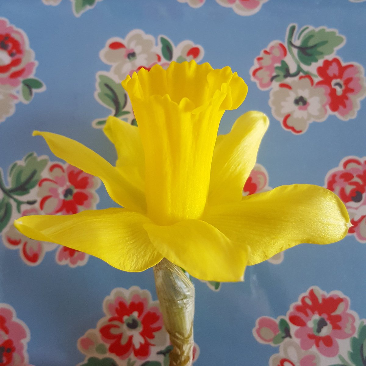 Ahhhh Spring is on the way! 💛 #nofilter #purebeauty #mothernature #myfave #lovedaffs #daffs #daffodils #spring #somerset #lovesomersetonline