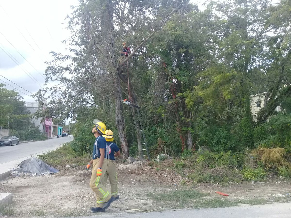Bomberos_Tulum's tweet photo. Atendimos la poda de una rama que representaba riesgo de caer en la calle Faisán. @Romi_DzCa @cd_tulum_mx #BomberosEnPrevención https://t.co/XZEGis3Ag7