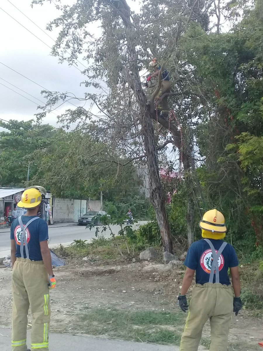 Bomberos_Tulum's tweet photo. Atendimos la poda de una rama que representaba riesgo de caer en la calle Faisán. @Romi_DzCa @cd_tulum_mx #BomberosEnPrevención https://t.co/XZEGis3Ag7