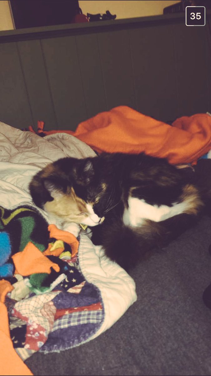 Jenna_Shay's tweet photo. When you ask your brother for some pics of your cat because you miss it so much 😍 https://t.co/tyj9NsBPAT