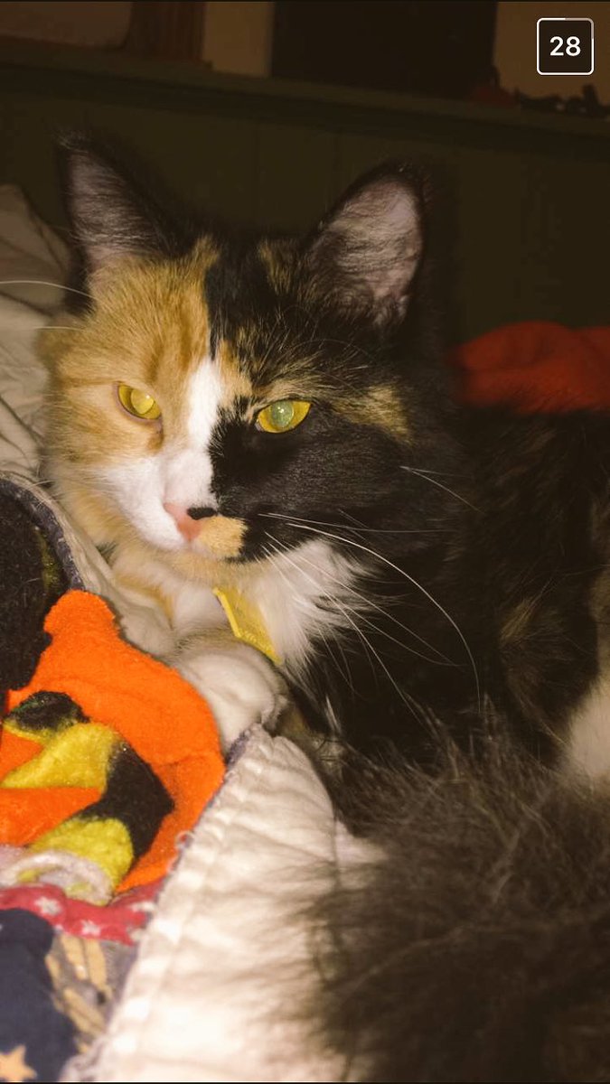 Jenna_Shay's tweet photo. When you ask your brother for some pics of your cat because you miss it so much 😍 https://t.co/tyj9NsBPAT