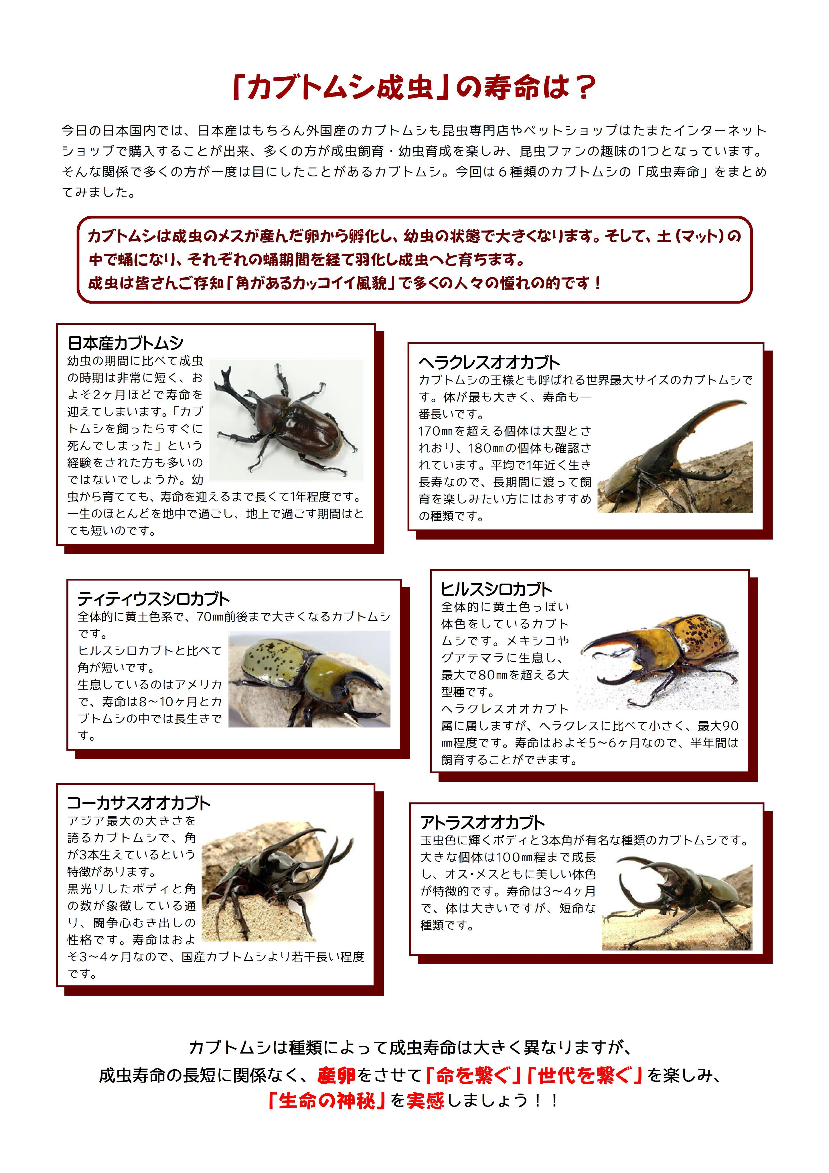 フォーテック 公式 Beetleplaza カブトムシ成虫の寿命は ６種類のカブトムシ成虫の一般的な寿命です 個体差 飼育方法 環境により違いが生じます このような クワカブhowto 記事はコチラ Fb T Co Egzepb5mqz ページメニュー