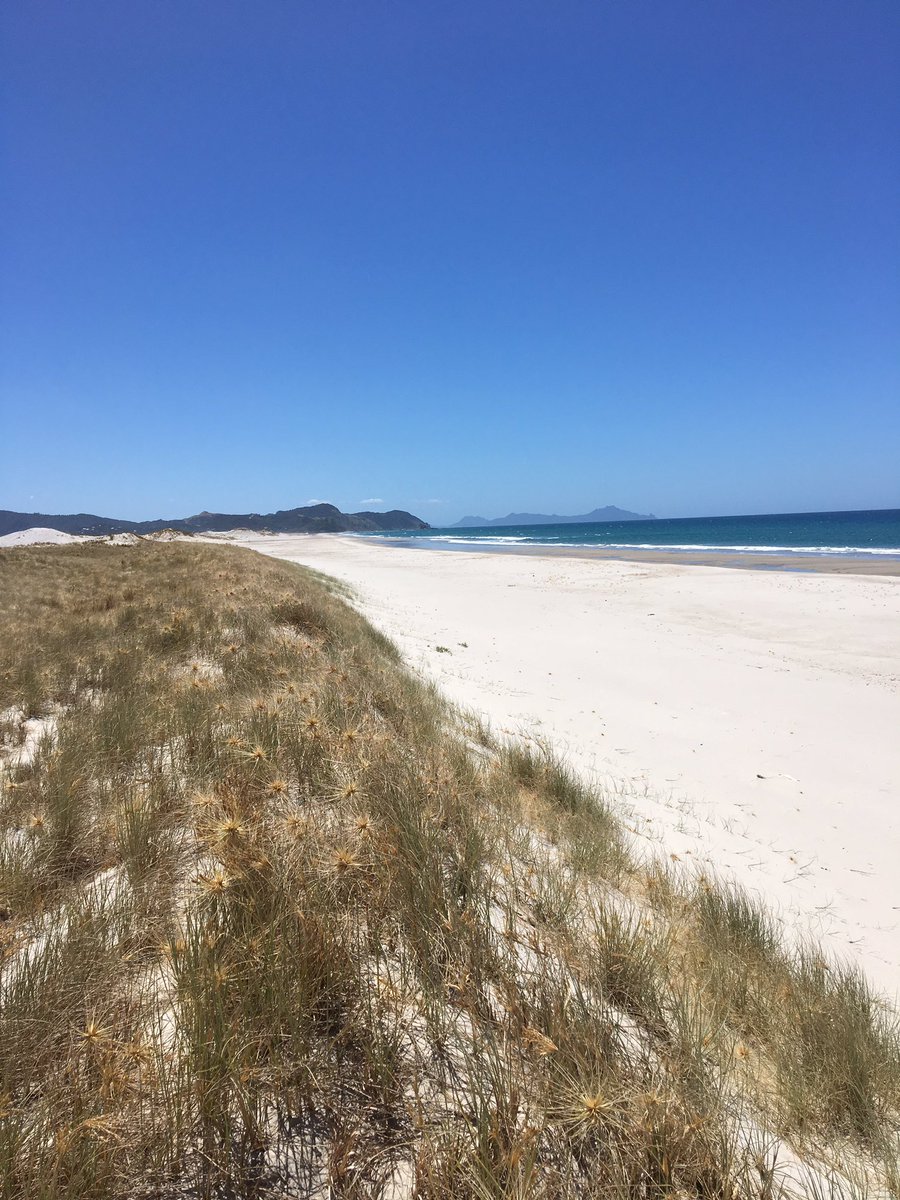 sasanof's tweet photo. @nickisnpdx @wellinsidenout this is 'our' beach spot #TernPoint #Mangawhai https://t.co/OEbQbsMjoM