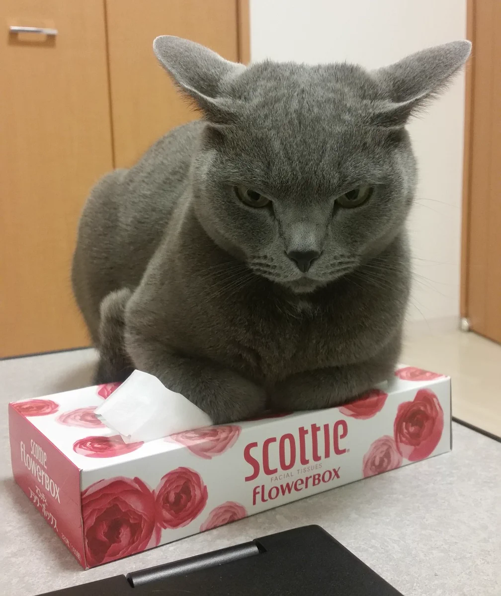 ティッシュに嫉妬して、ティッシュ箱を潰す猫が可愛すぎると話題ｗｗｗ