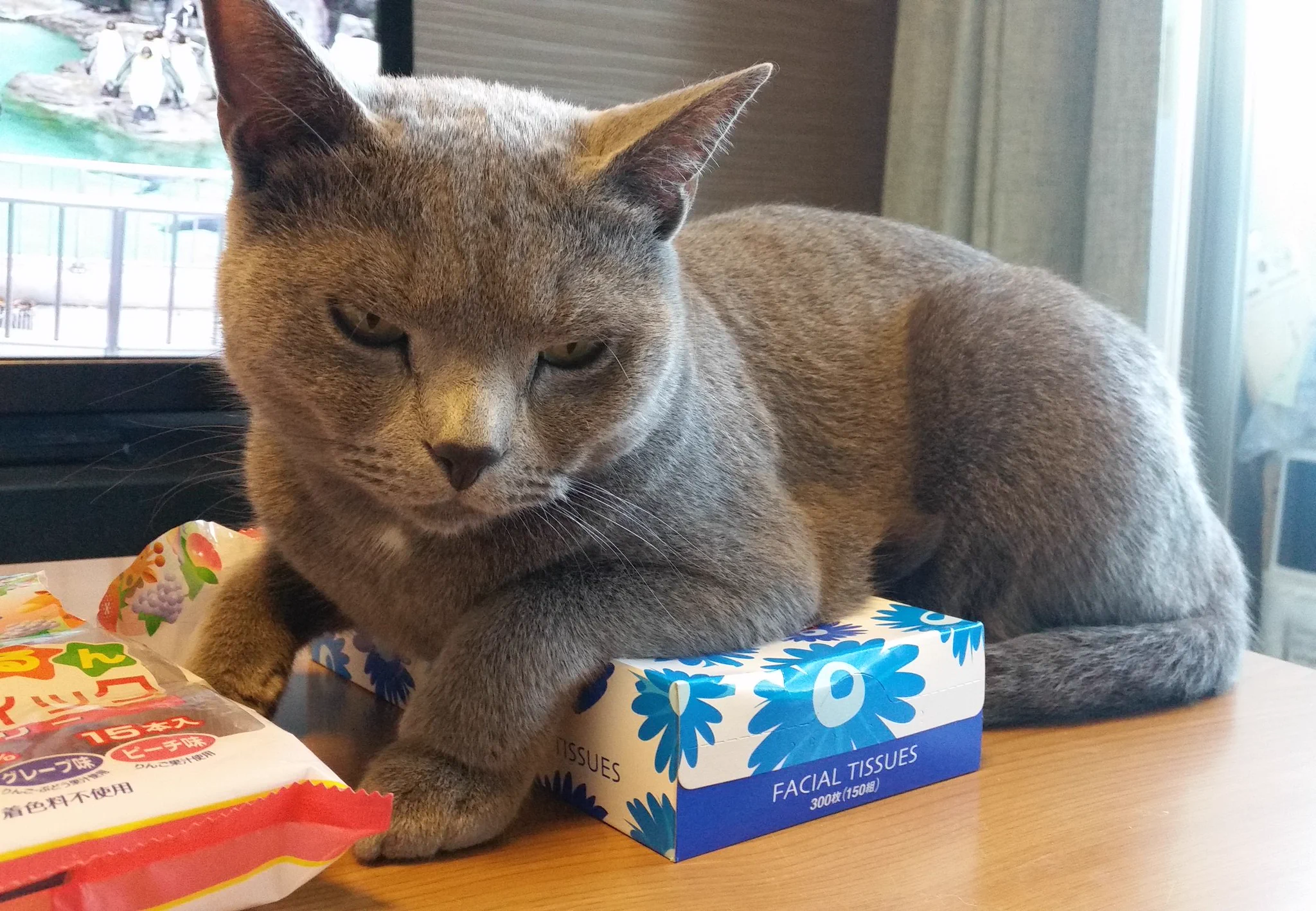 ティッシュに嫉妬して、ティッシュ箱を潰す猫が可愛すぎると話題ｗｗｗ