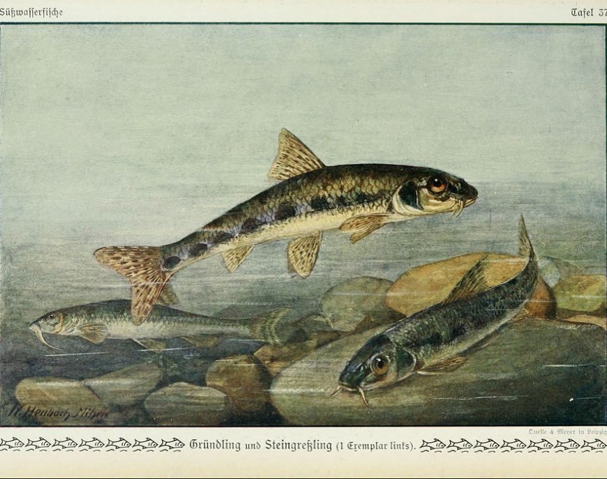 BioDivLibrary's tweet photo. #SciArtFix #Gudgeons (Gobio gobio) are small freshwater #fish widely distributed in stream⦠https://t.co/hgrPZO8Ijw https://t.co/xTS0X6L3UL