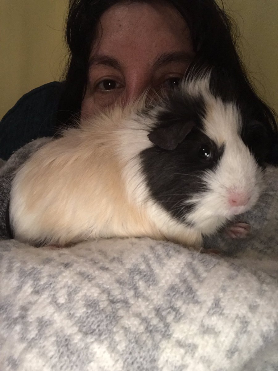 guidedogbasil's tweet photo. We have a new friend. Honey the Guinea Pig, she's having babies. Mum adopted her 😊 https://t.co/36FRWO36V3