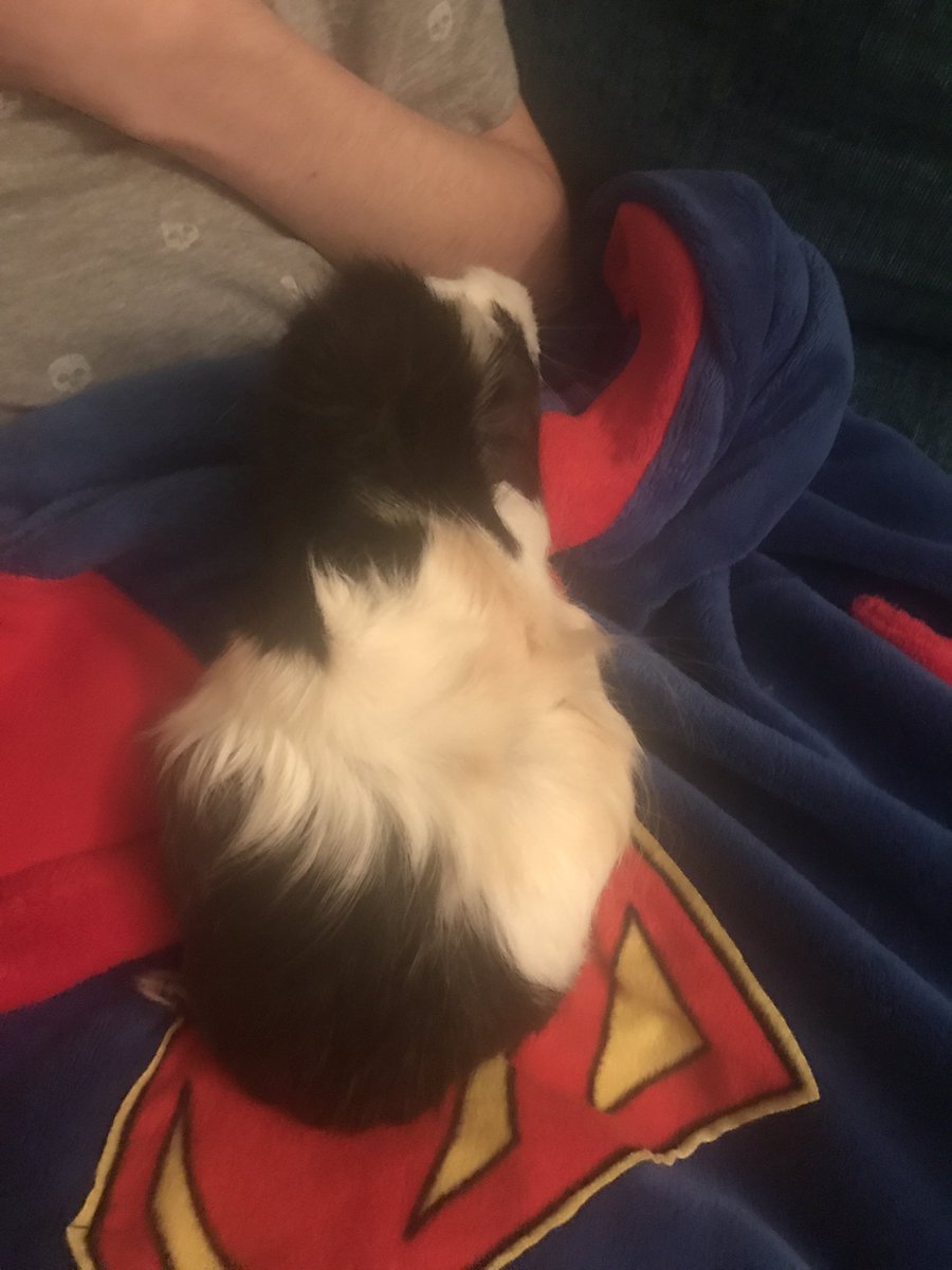 guidedogbasil's tweet photo. We have a new friend. Honey the Guinea Pig, she's having babies. Mum adopted her 😊 https://t.co/36FRWO36V3