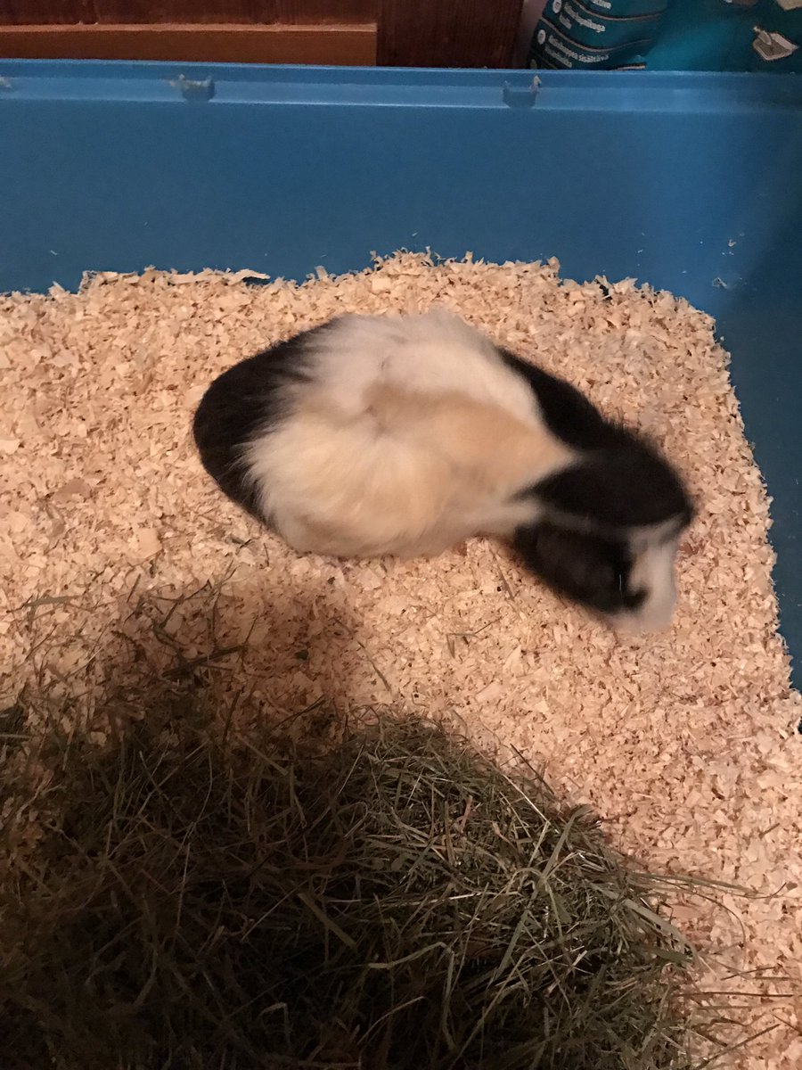 guidedogbasil's tweet photo. We have a new friend. Honey the Guinea Pig, she's having babies. Mum adopted her 😊 https://t.co/36FRWO36V3