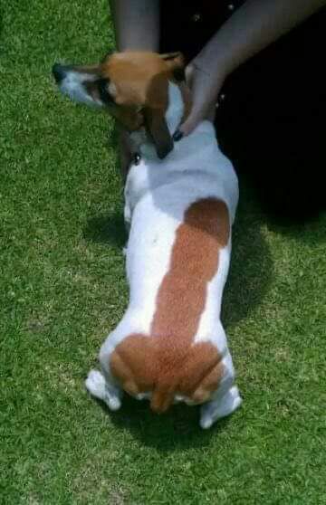 fadelcla's tweet photo. Que lindo perrito. #MentesPodridas https://t.co/sJoKkIl6BZ