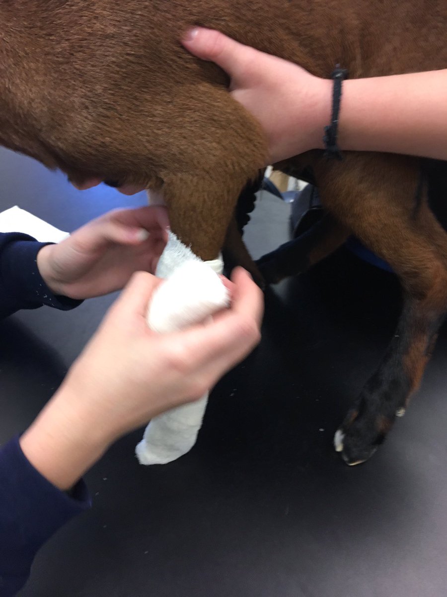 BozemanAg's tweet photo. Practicing limb bandaging! #realvetprogram @beachji @BozemanSchool https://t.co/C8TqnjJqzy