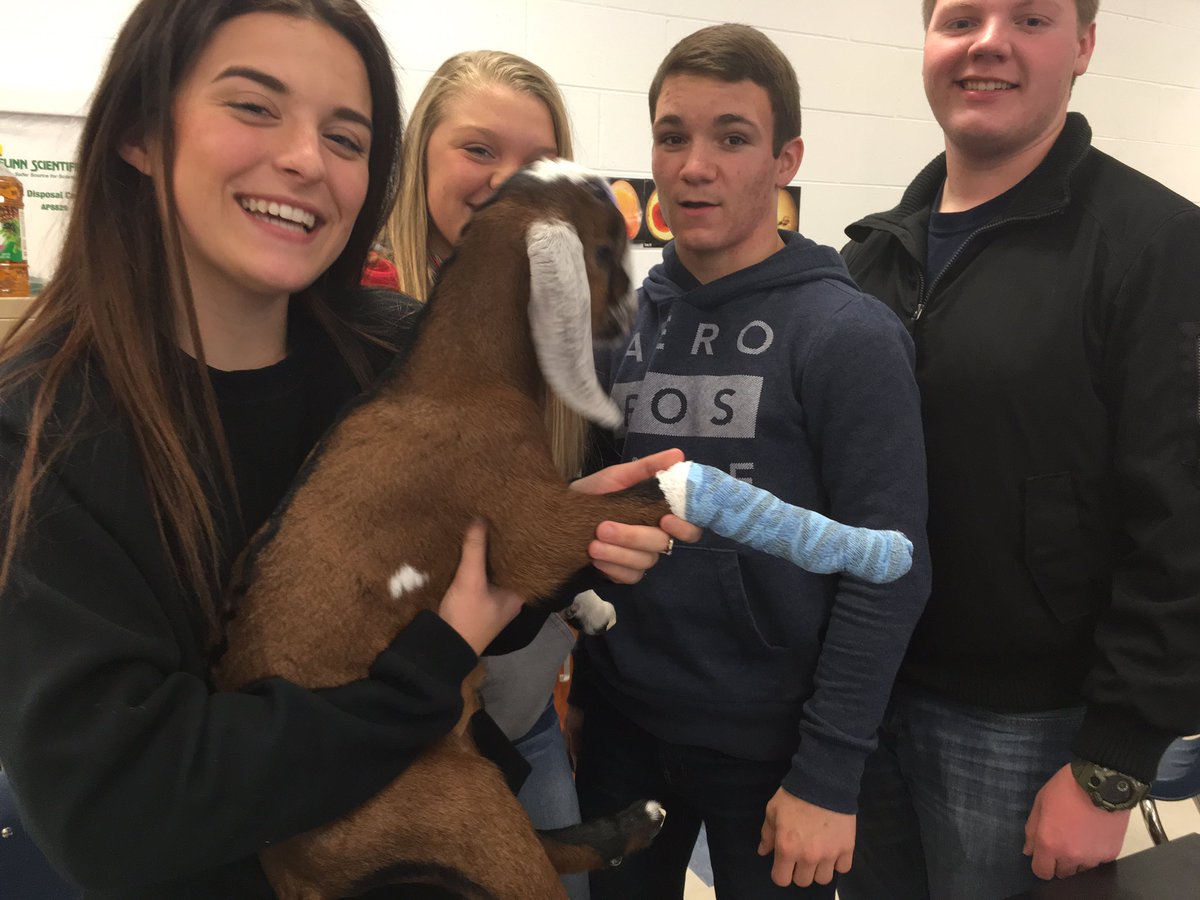 BozemanAg's tweet photo. Practicing limb bandaging! #realvetprogram @beachji @BozemanSchool https://t.co/C8TqnjJqzy