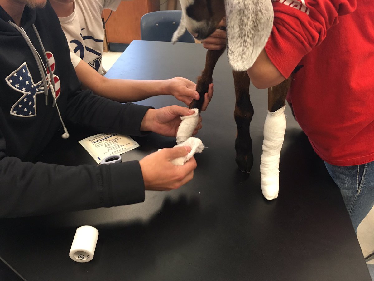 BozemanAg's tweet photo. Practicing limb bandaging! #realvetprogram @beachji @BozemanSchool https://t.co/C8TqnjJqzy