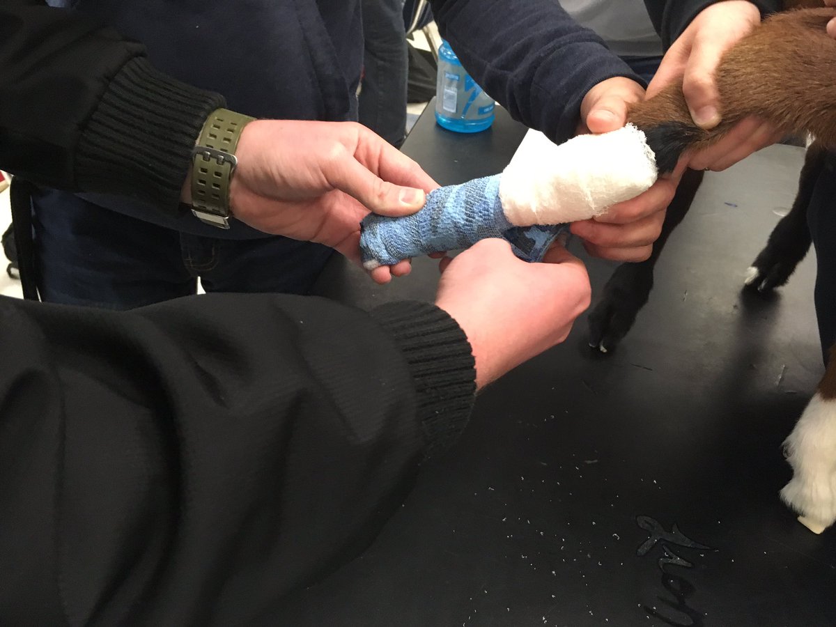 BozemanAg's tweet photo. Practicing limb bandaging! #realvetprogram @beachji @BozemanSchool https://t.co/C8TqnjJqzy