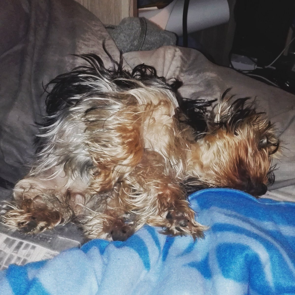Dorrota's tweet photo. #dogsoftwitter #sleep #cuteanimaltweetoff #cuteanimals https://t.co/wYdBuYFW2c