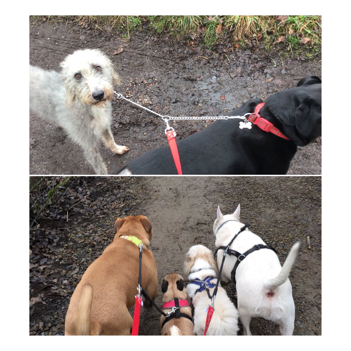 dogwalking70's tweet photo. Got my ducks in a row , except these two free stylers 😂🐶 https://t.co/MjwSsMHfXC