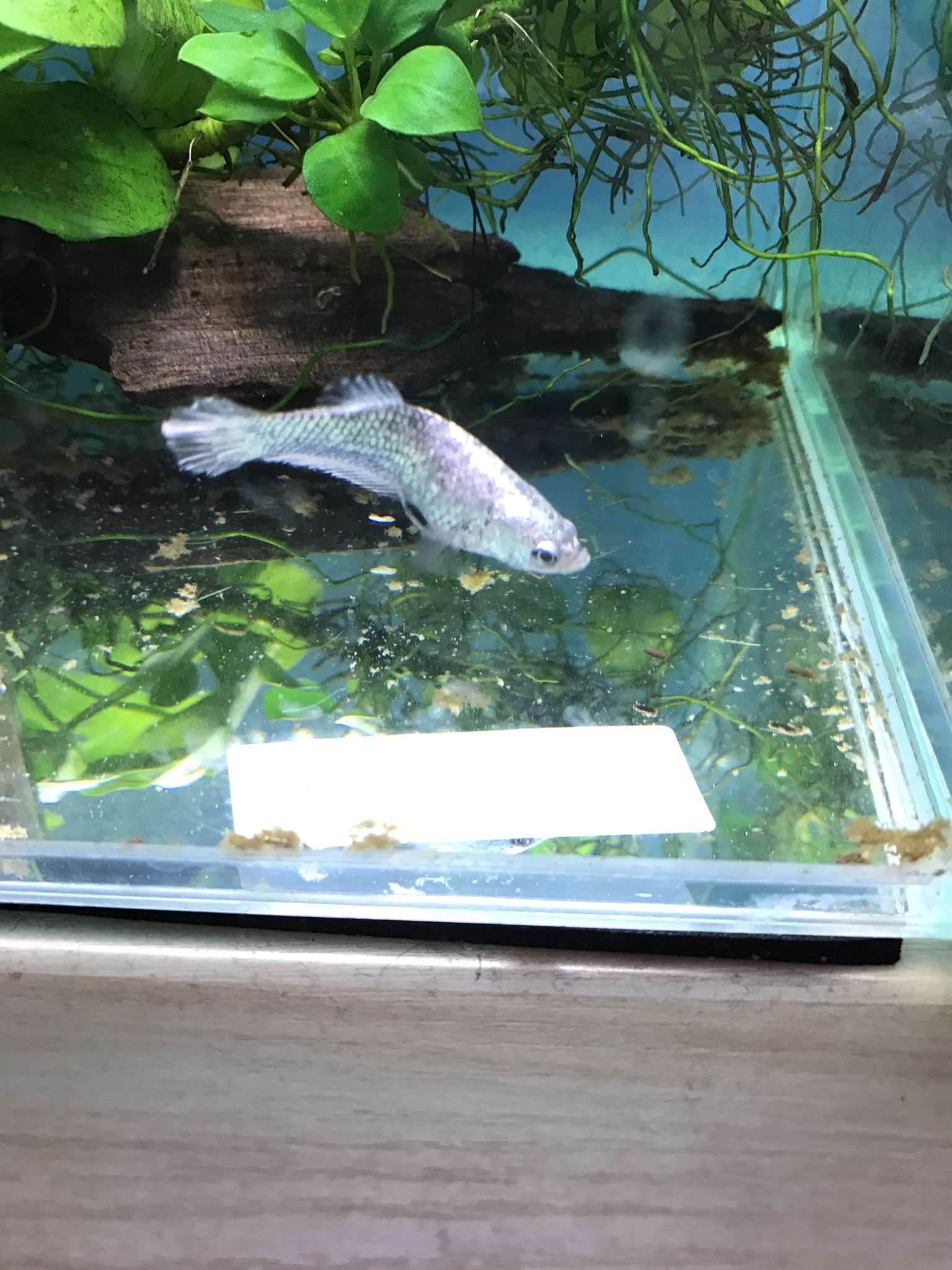𝕟𝕪𝕠𝕣𝕠𝕣𝕠 バクテリアスゴイ 蘇芳丸水槽のフンの分解のされっぷりがスゴイ フンがサラサラになってほとんどスポイトがいらない 一方真珠丸のほうの水槽はフンで汚れやすい 水量もほぼ同じ 同居人はシマカノコガイ一匹 バクテリア安定する