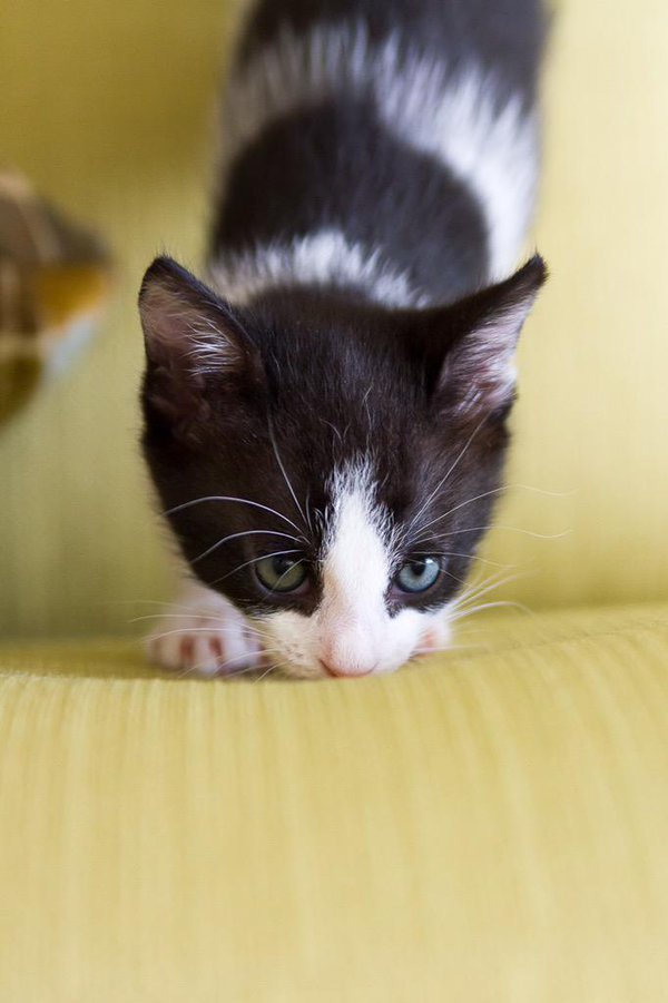 к чему снятся голодные котята. к чему снятся голодные котята. кошка с котятами во сне. грустный голодный котенок. к чему снятся голодные котята.