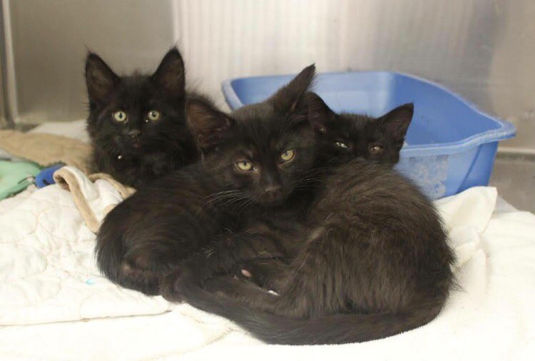 ADOPTPetShelter's tweet photo. How about this for a #feelgoodfact for your Monday? In 2016 A.D.O.P.T. fostered 151 animals, including 108 kittens! https://t.co/sNLsffXJ0F