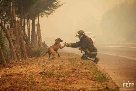 NoticieroAnimal's tweet photo. El gesto dice mas que mil palabras #FuerzaChile https://t.co/23JpxKh8bt