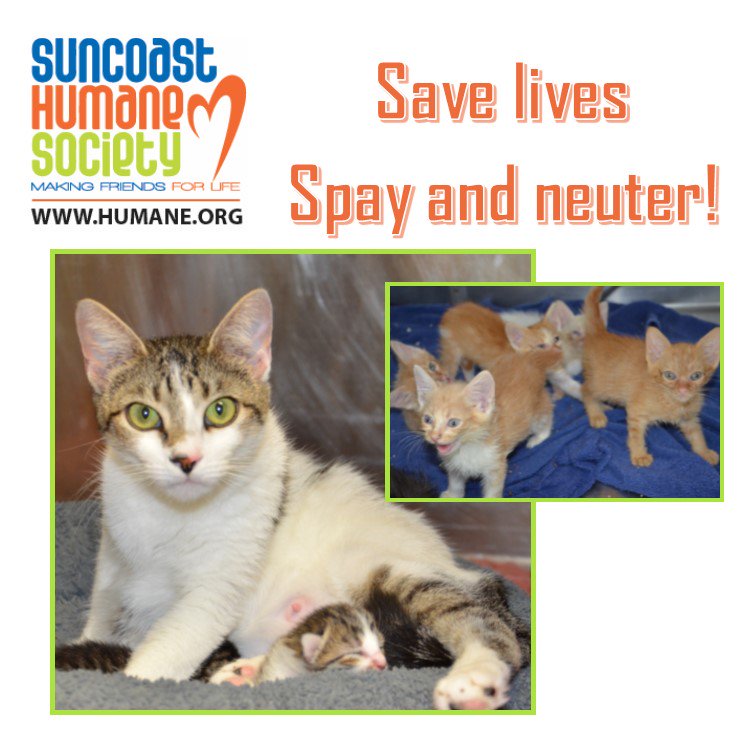 SuncoastHumane's tweet photo. Reasons to #SpayNeuter your #CAT! Overpopulation: major cause of death and suffering for companion animals. #NoBirth https://t.co/yy2M477CMJ https://t.co/m8o2XV0vhU