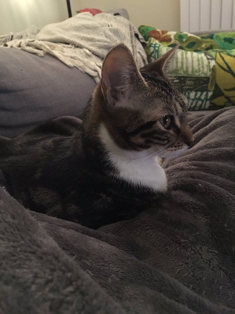 Probably_stoned's tweet photo. Settling into a fascist regime. About 8 months old. https://t.co/bMaJdAjQCw