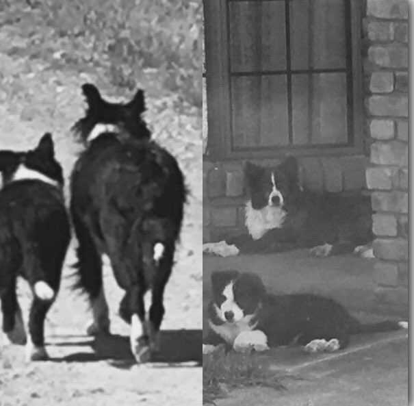 littlemacka0's tweet photo. Going for a walk in sync with mum!
And .. totally worn out and relaxing with aunty Tess
#purebredbordercollies https://t.co/PaT46SYU6o