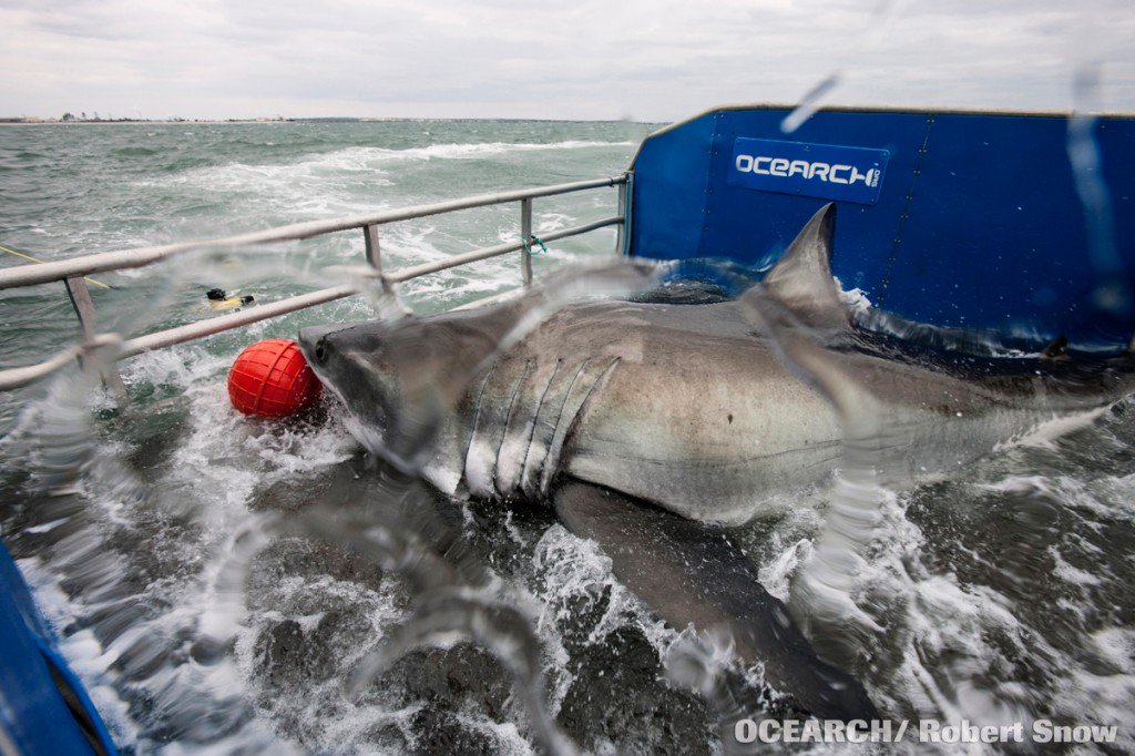 OCEARCH tweet media