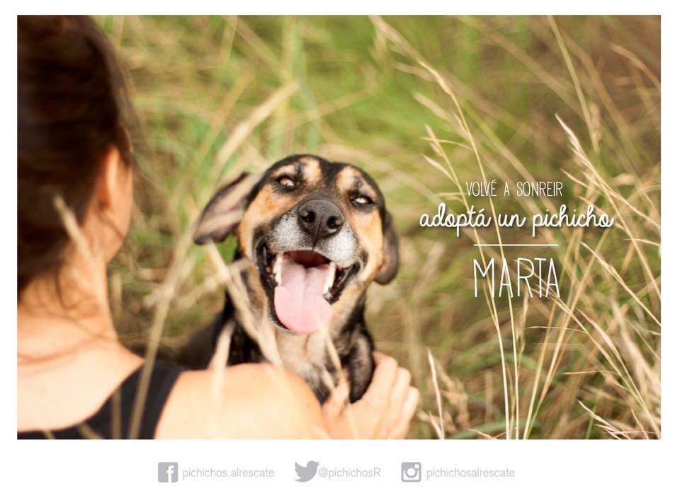 Esa sonrisa es todo lo que necesitas. Marta es fan de los mimos, mediana, de 3 años y la mejor compañía. 
💌 crigou@gmail.com o hacé RT! 🐶🌟