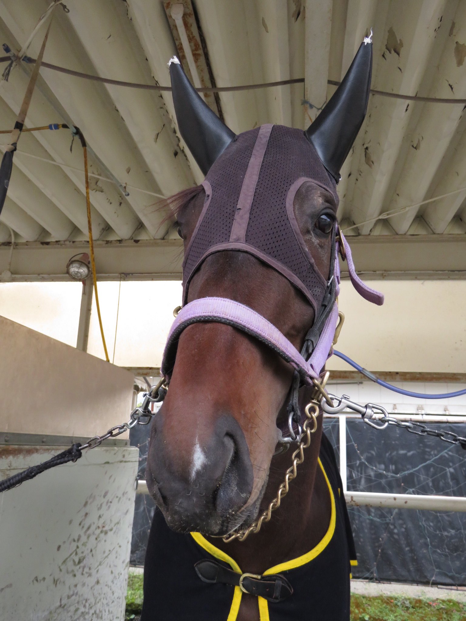 日刊ゲンダイ 競馬 先週の中京 ごぎょう賞で 着だったビックリシタナモー 何より ビックリ したのは着ている馬服 何と トウカイテイオーが勝った９２年ジャパンｃで出走各陣営に配られたもの 担当者さんはヤマニングローバルを使っていたと ２４年